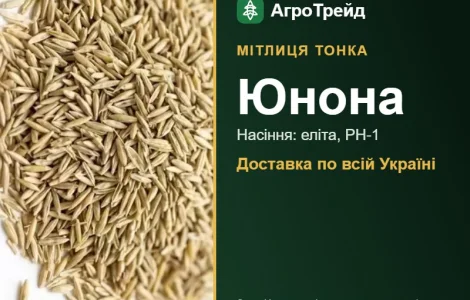 Купити насіння мітлиці тонкої Юнона