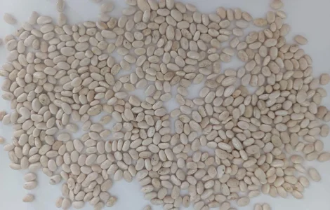 Продадим белую фасоль сорта Navy Beans 2026