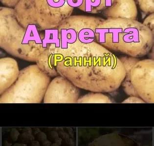 Картопля Адретта, Пікассо