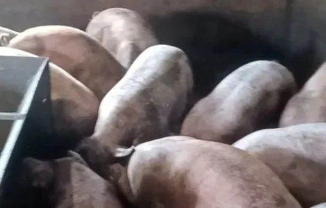 Свиньи живым весом