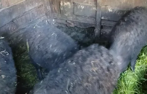 Продам свыней жывым весом свинки кабан на мясо