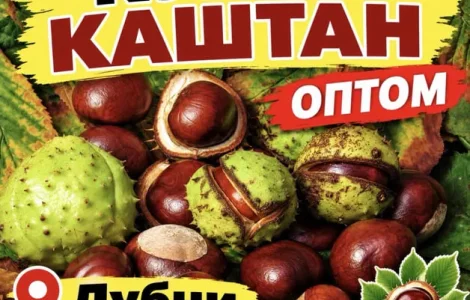 Каштани каштани