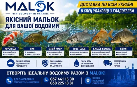 Зарибок мальок з власної водойми Короп Лин Амур