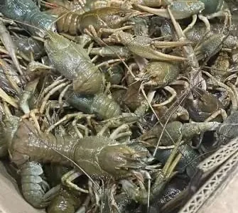 Живі та варені раки