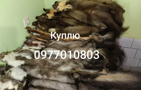 Куплю шкури куниці