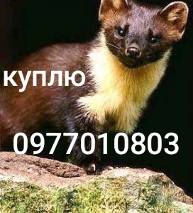 Куплю шкури куниці