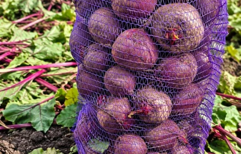 Продам буряк оптом (1 та 2 сорт)