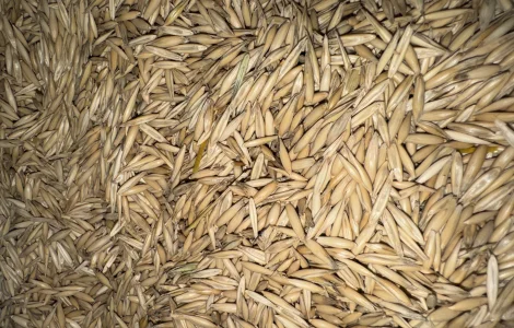 Продаж ВІВСА оптом — Харківська область