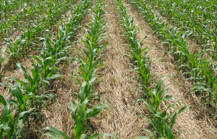 Каток мульчирующий ножевой (made un USA) 9 м - фото № 3