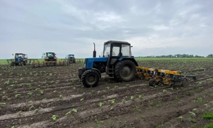 Культиватор міжрядний (просапний) 4, 2; 5, 6; 8, 2; 11, 6 метрів серії "Велес" - фото № 5