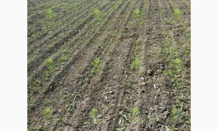 Verti-till турбокультиватор green wave 5, 2 - фото № 1