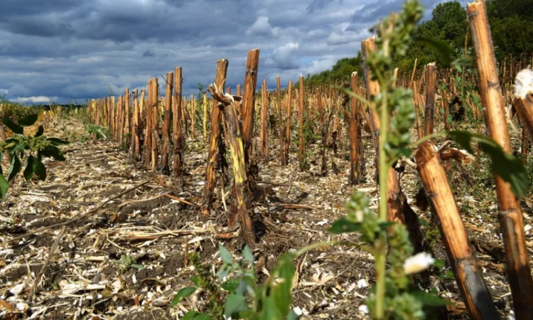 Каток измельчитель растительных остатков КЗК-6-04 - фото № 9