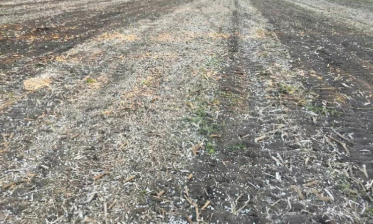 Каток измельчитель растений КПР-2Н навесной Уманьферммаш - фото № 5