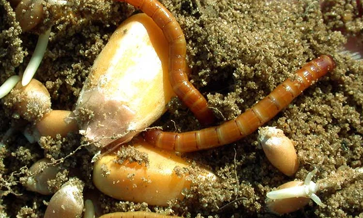 Упс- 8 червона зірка - фото № 1