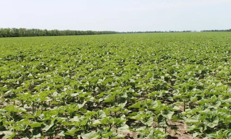 Сівалка TWIN ROW 8х2х70 дворядний посів тех.культур, MaterMacc - фото № 3