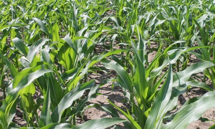 Сівалка TWIN ROW 8х2х70 дворядний посів тех.культур, MaterMacc - фото № 4