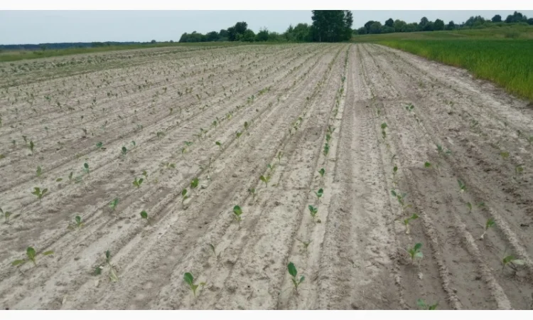 Рассадосажалка 2-х рядна - фото № 3