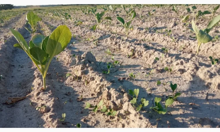 Рассадосажалка 2-х рядна - фото № 4