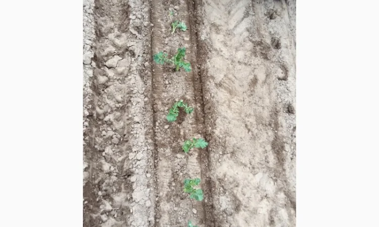 Машина рассадо-посадочная МРП под пленку (для помидоров, капусты, перца, огурцов) - фото № 4