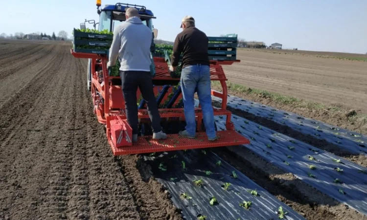 Розсадо-садильна машина з мульчуванням Ferrari FPC - фото № 2