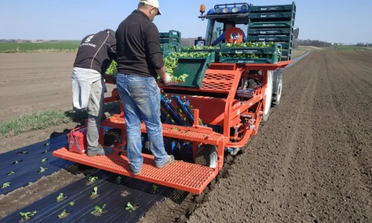 Розсадо-садильна машина з мульчуванням Ferrari FPC - фото № 3