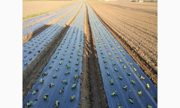 Розсадо-садильна машина з мульчуванням Ferrari FPC - фото № 4