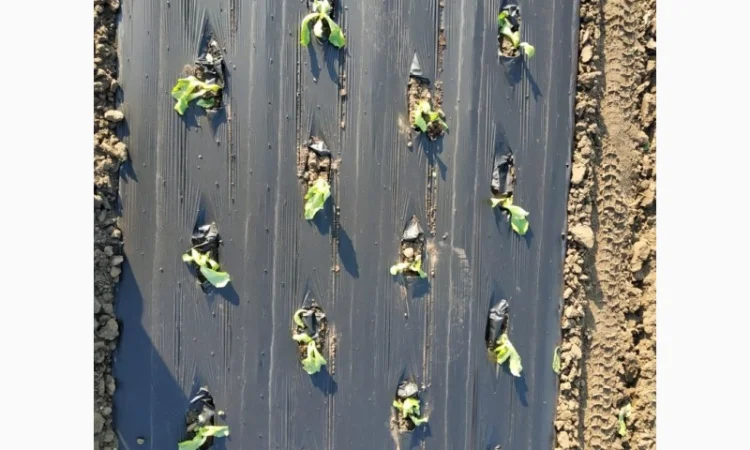 Розсадо-садильна машина з мульчуванням Ferrari FPC - фото № 5