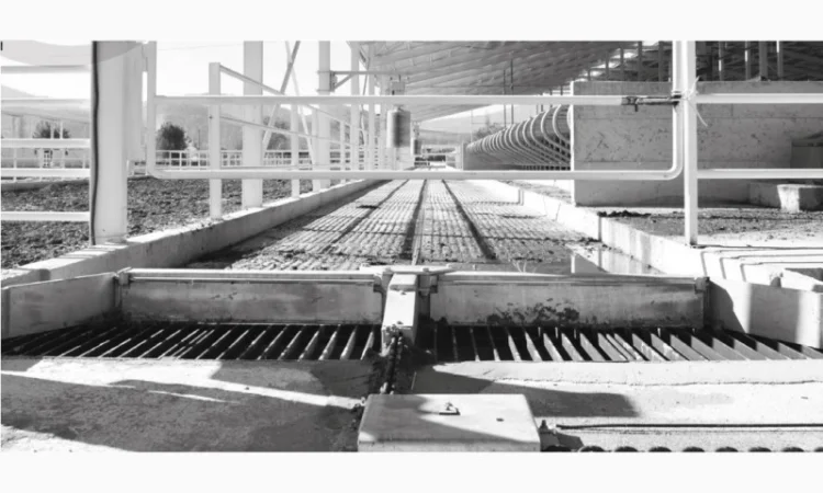 Скреперная система для прибирання гною EYS - фото № 1