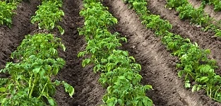 Машина для уборки кртофеля (картофелесборщик) - фото № 3