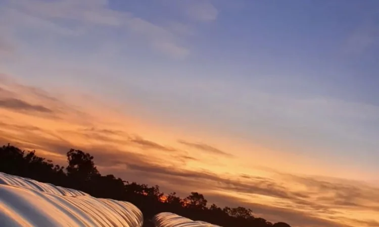 Silox рукава для зерна - фото № 4