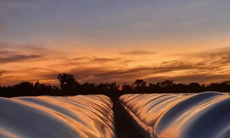 Silox рукава для зберігання зерна - фото № 3