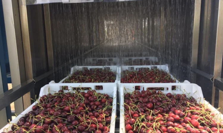 Обладнання для зберігання ягід - фото № 11