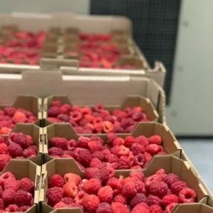 Обладнання для зберігання ягід - фото № 12