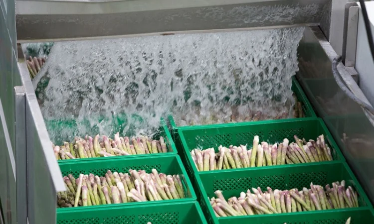 Гідрокулер для охолодження спаржі - фото № 4