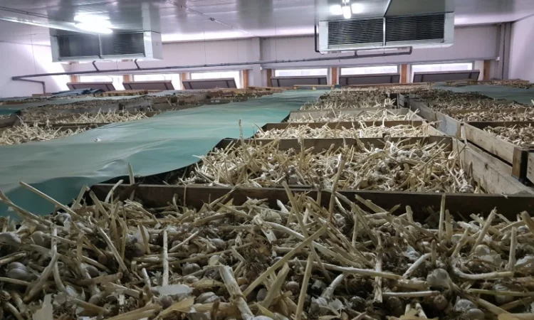 Зберігання часнику, обладнання для часнику - фото № 1