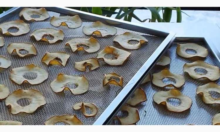 Cушильный инфракрасный шкаф "Фермер-1020" для производства фруктовых чипсов, мясных джерок - фото № 4