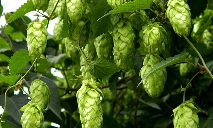 Линия гранулирования хмеля MGL 200CH / MGL 400 CH / MGL 600 CH / MGL 800 CH - фото № 4