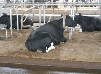 Полезные бактерии для животноводства - фото № 1