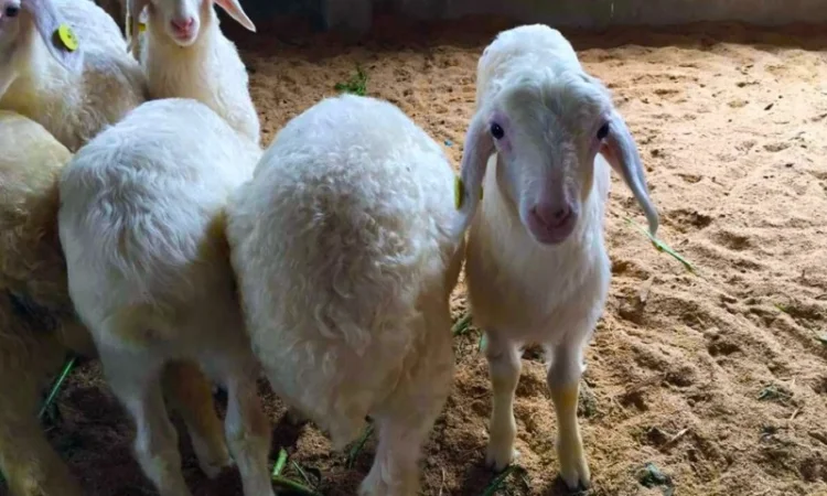 Полезные бактерии для животноводства - фото № 2