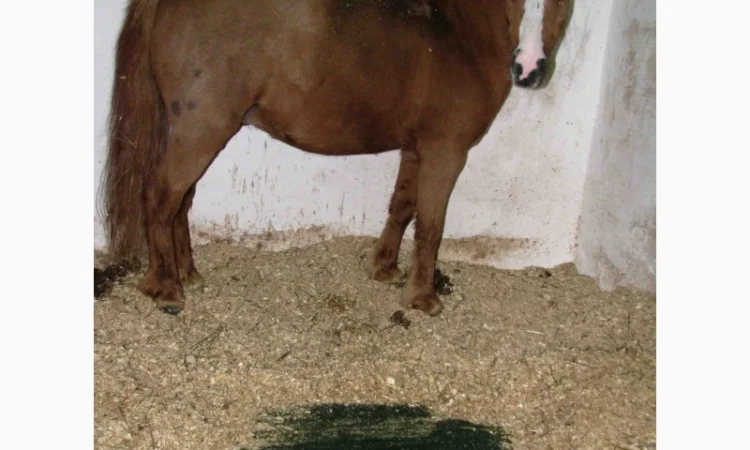 Покрытие для мест содержания животных - фото № 8