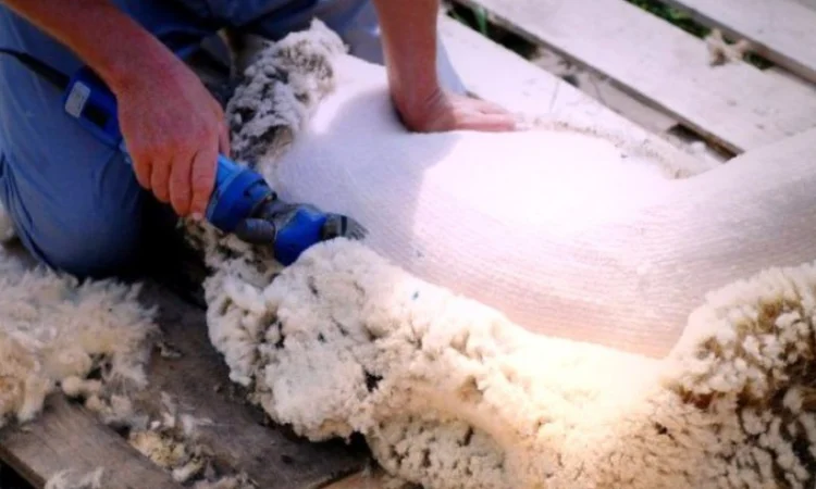 Машинка для стрижки овець Польща - фото № 3