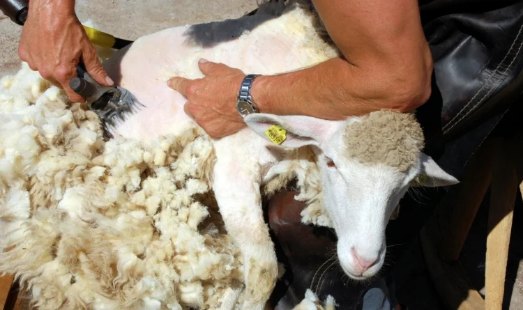 Машинка для стрижки овець Польща - фото № 4