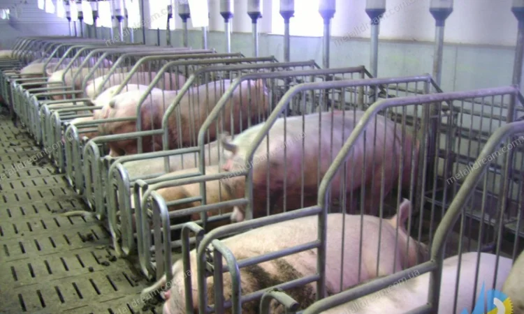 Обладнання для свинарства. Станки для опоросу, откорму, індивідуального утримання свиней - фото № 1