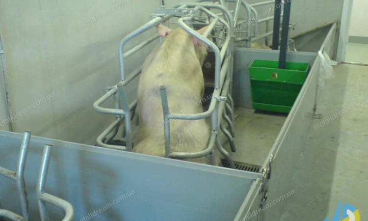 Обладнання для свинарства. Станки для опоросу, откорму, індивідуального утримання свиней - фото № 5