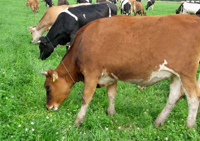 Изгородь электрическая, электропастух, электроизгородь. Електрична огорожа. Пастух - фото № 3