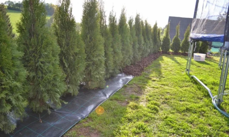 Агроволокно, Агротканина за цінами виробника в Україні. Виробництво: Чехія, Польща - фото № 10