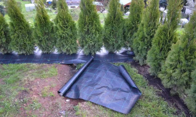 Агроволокно, Агротканина за цінами виробника в Україні. Виробництво: Чехія, Польща - фото № 1