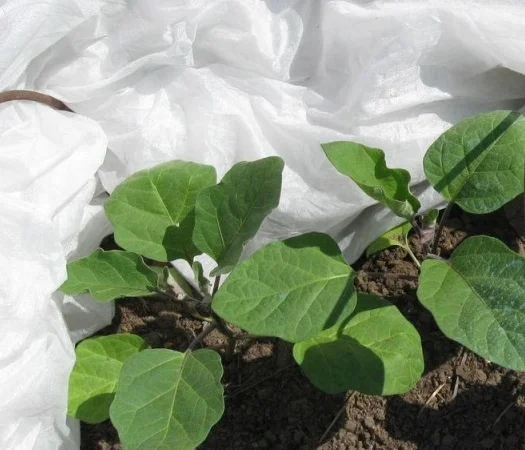 Агроволокно Агротекс 1, 6х100, 50 плотность - фото № 1