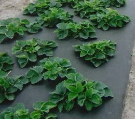 Агроволокно Агротекс 60 (1, 6х100) черного цвета - фото № 1