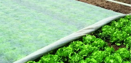 Агроволокно Агротекс 1, 6х100, 17 плотность - фото № 1